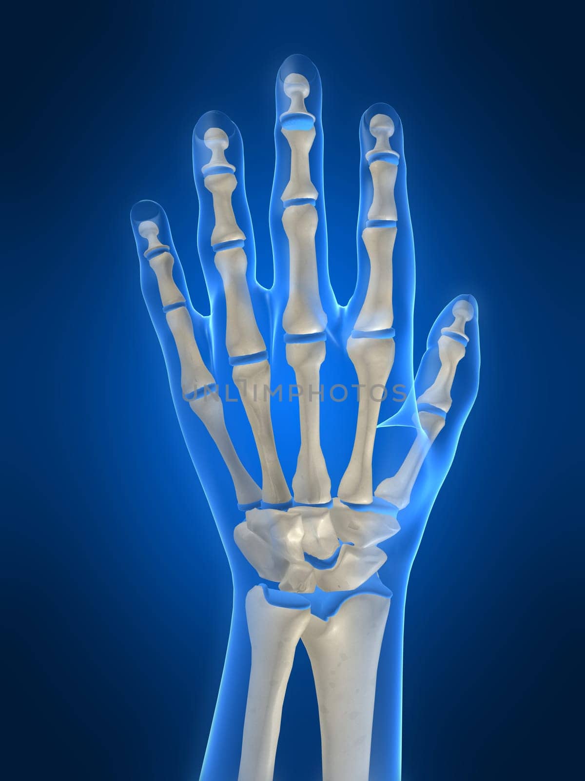 3d rendered anatomy illustration of a human skeletal hand