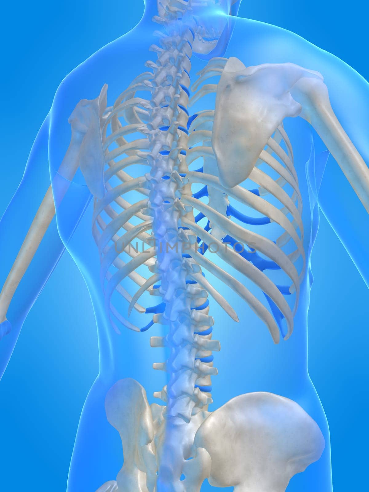 3d rendered anatomy illustration of a human skeletal back