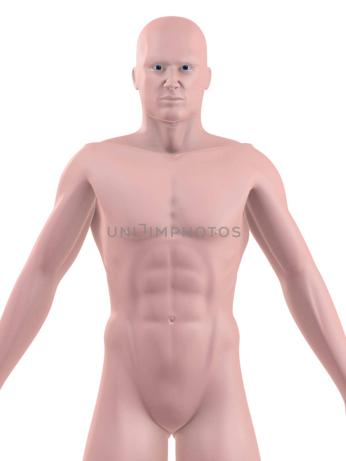 3d rendered anatomy illustration of a male body