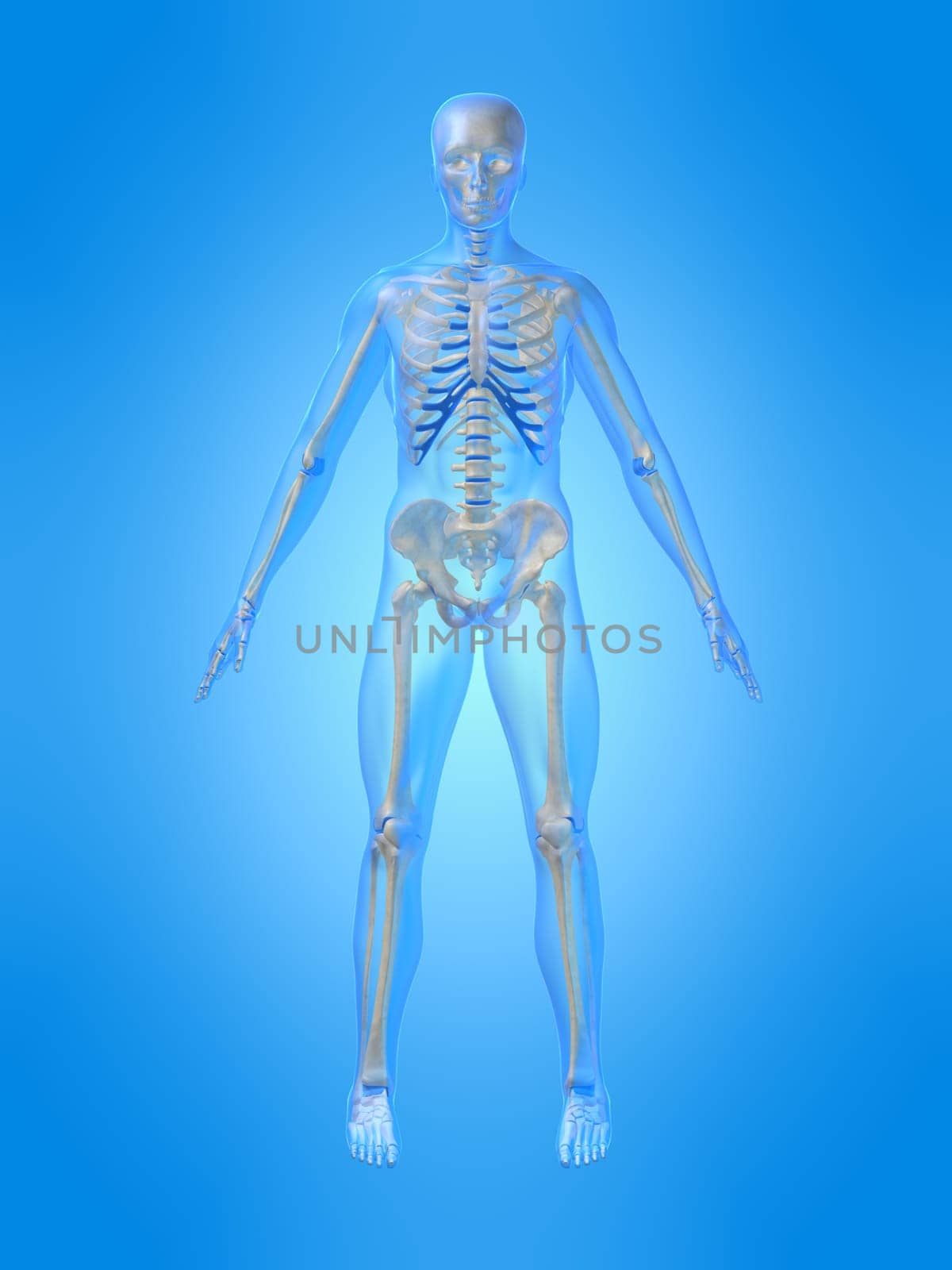3d rendered anatomy illustration of a human skeleton