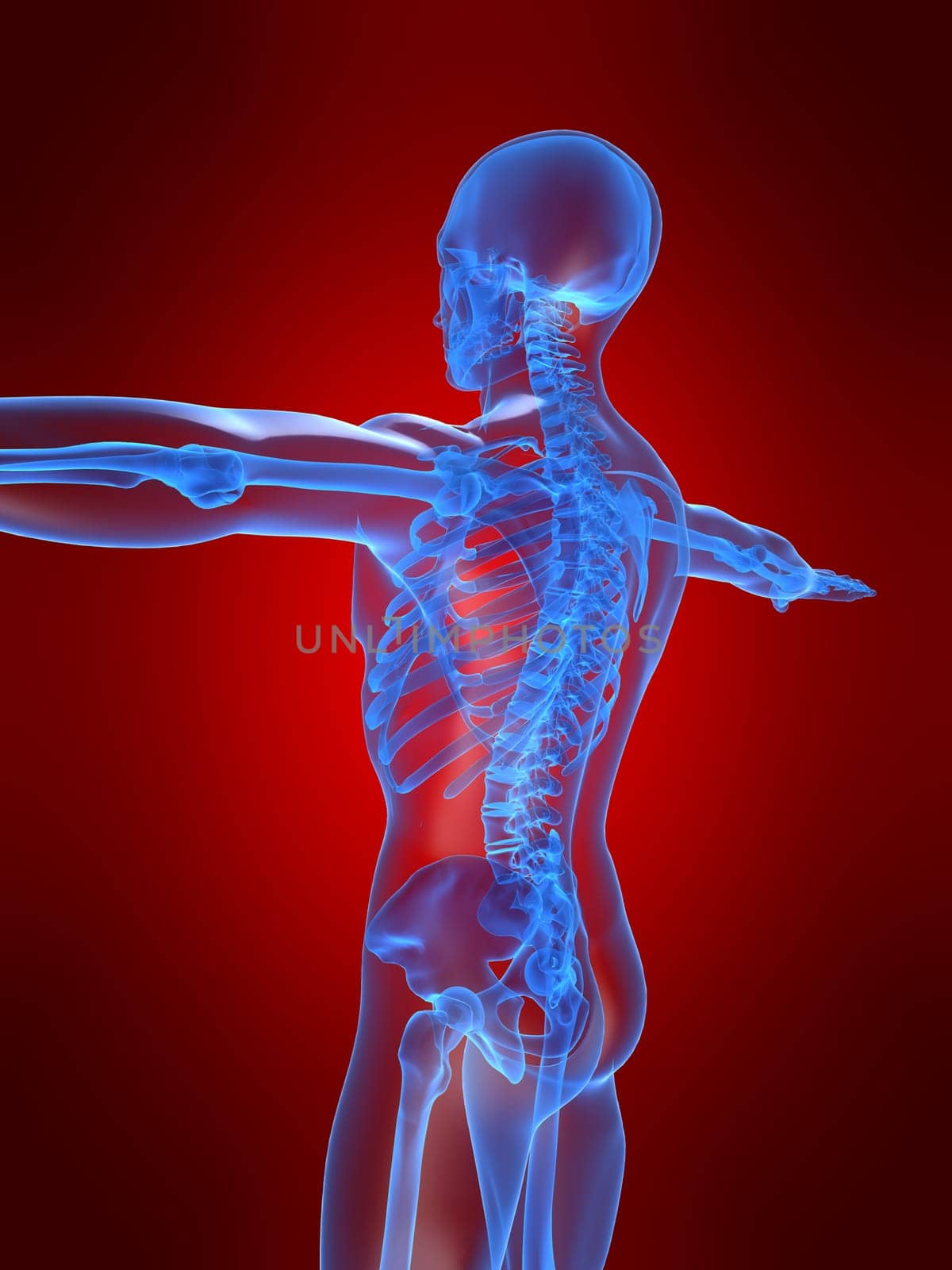 3d rendered anatomy illustration of a human skeletal back
