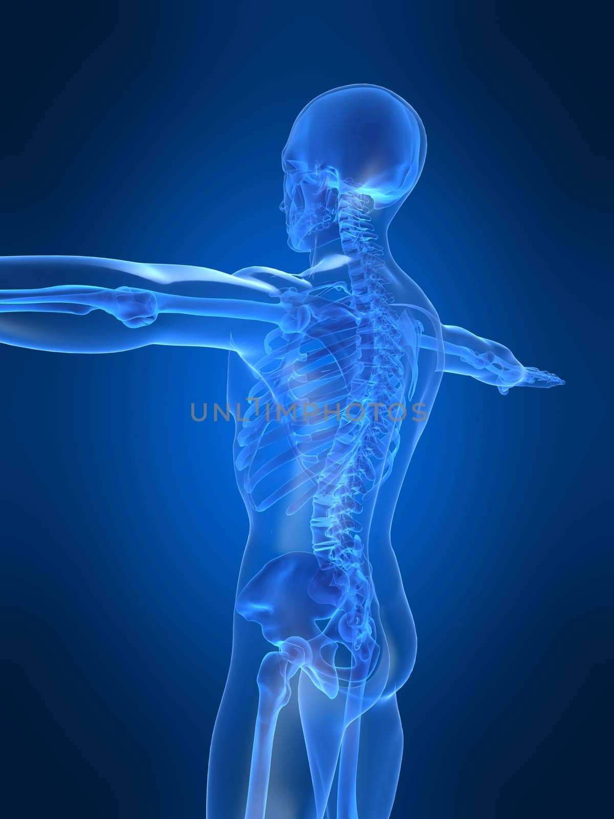 3d rendered anatomy illustration of a human  skeleton,sideview