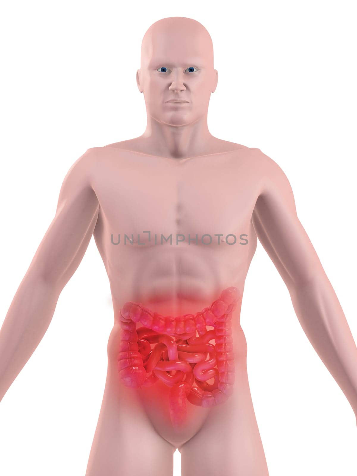 3d rendered illustration of a human body with colon