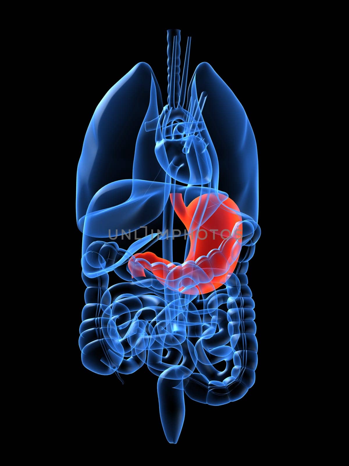 3d rendered anatomy illustration of human organs with stomach