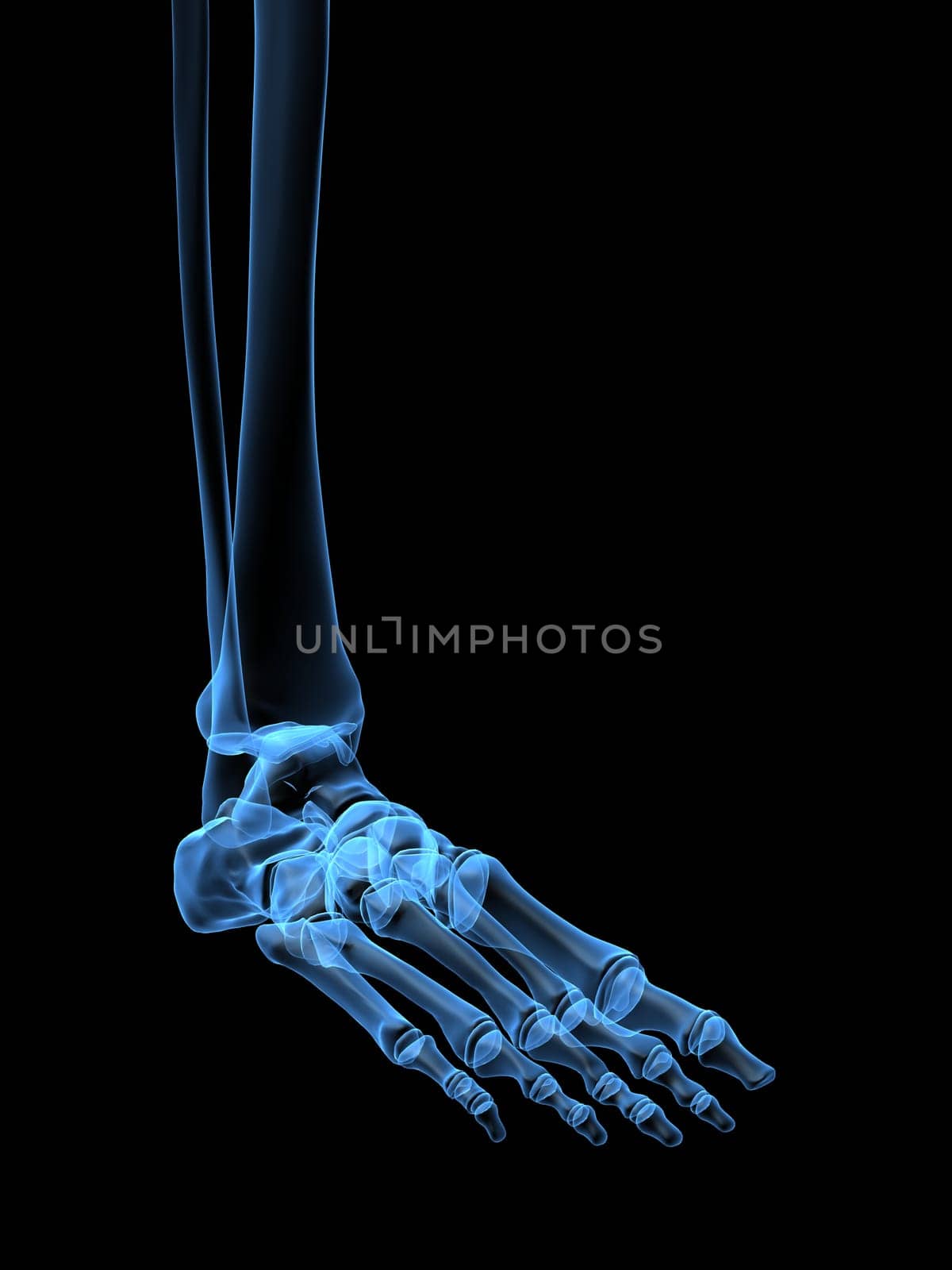 3d rendered x-ray illustration of a human skeletal foot