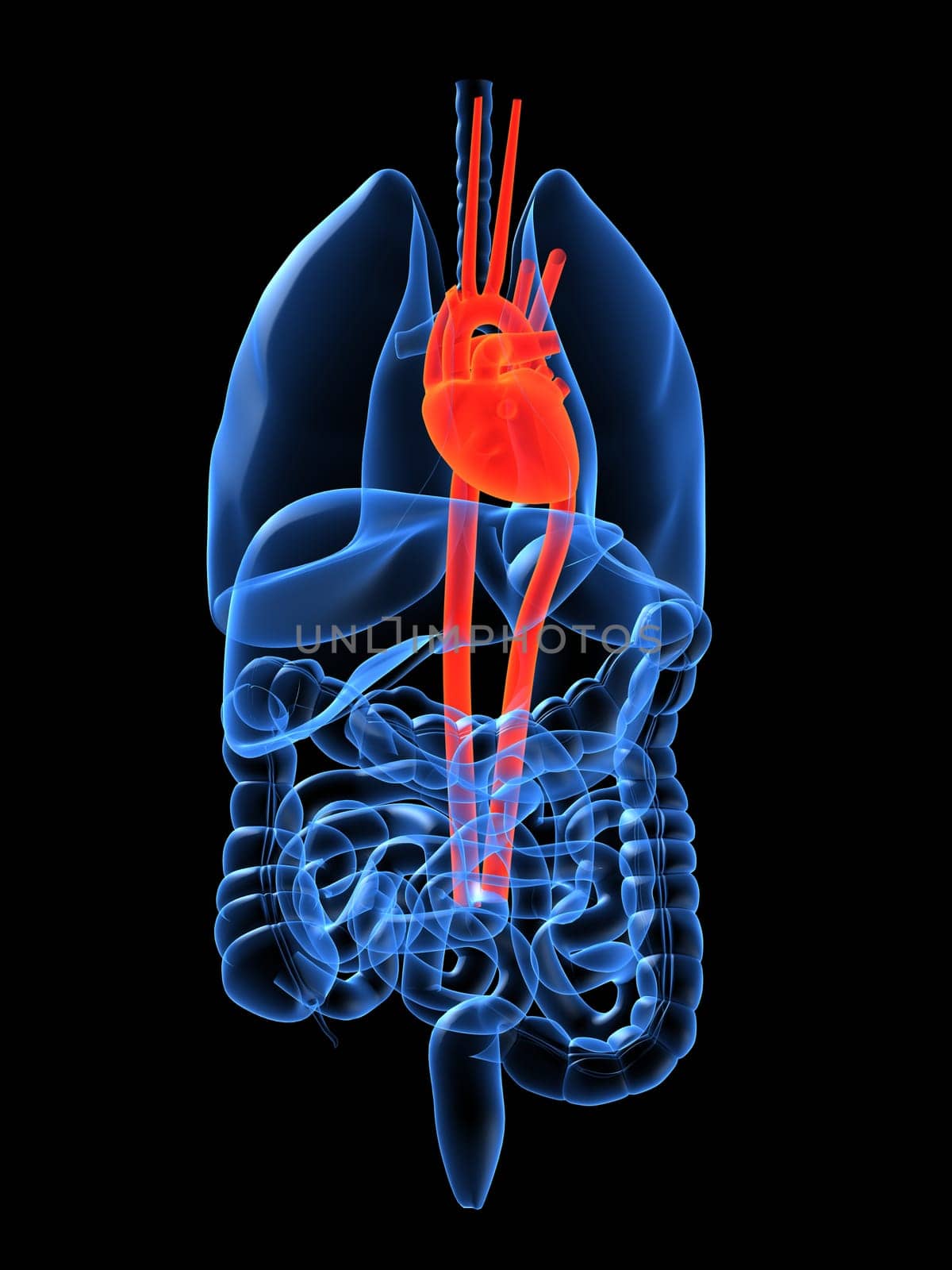 3d rendered anatomy illustration of human organs with heart