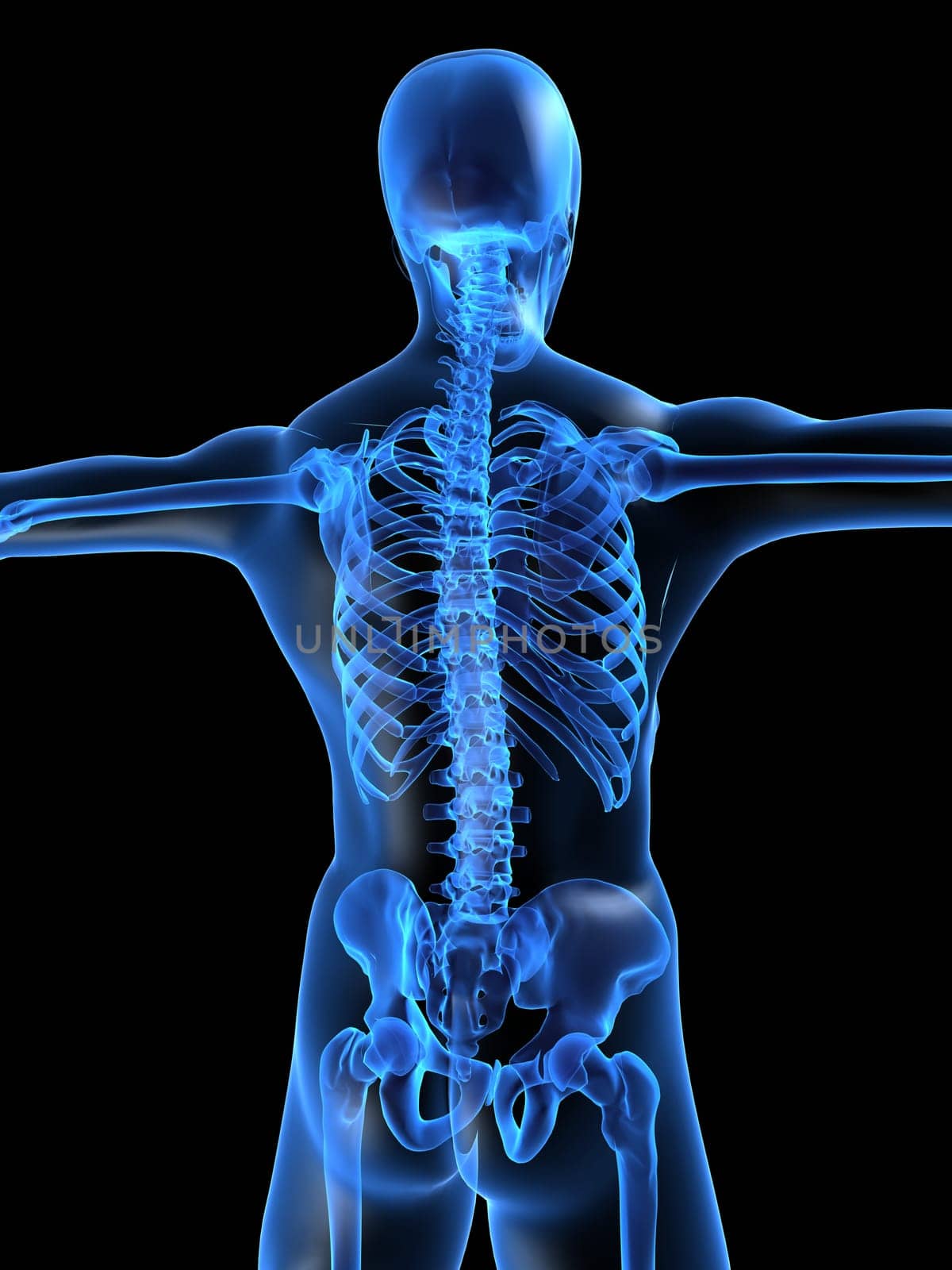 3d rendered anatomy illustration of a human skeletal back