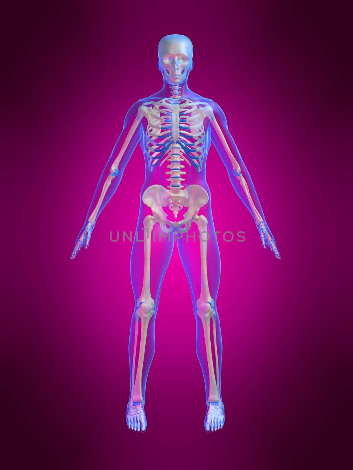 3d rendered anatomy illustration of a human body shape with a skeleton