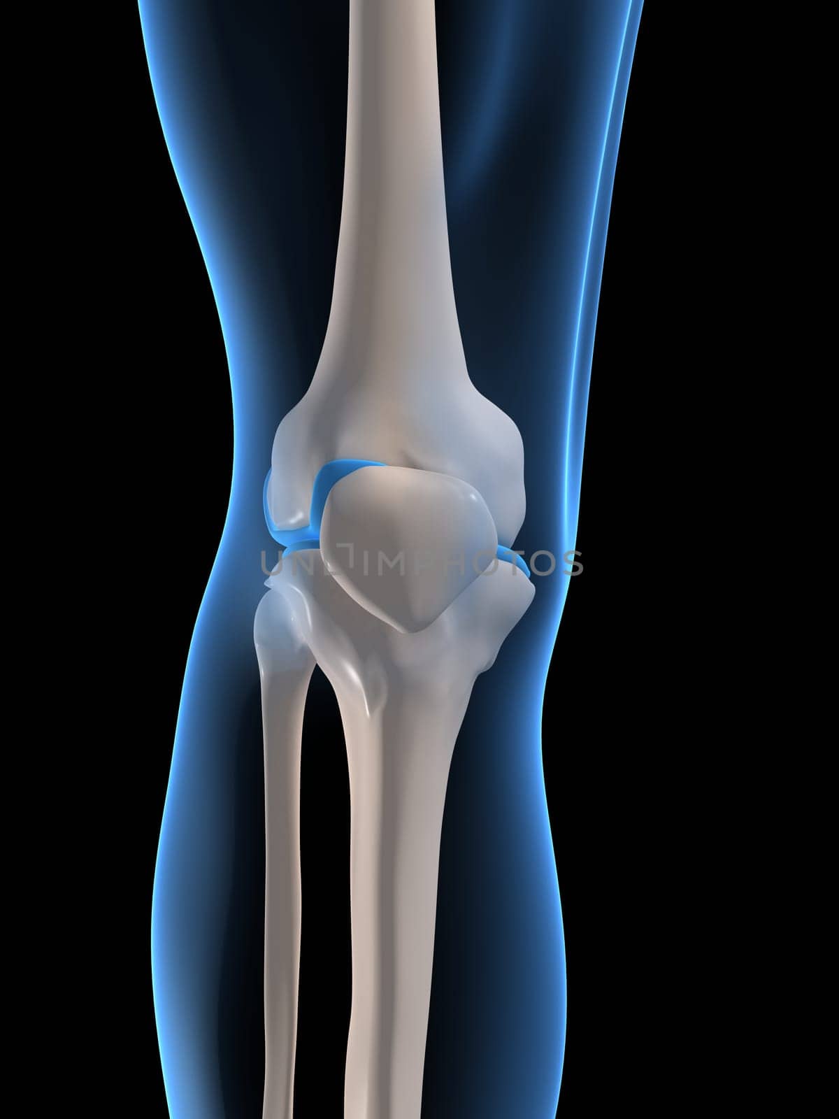 3d rendered anatomy illustration of a human knee