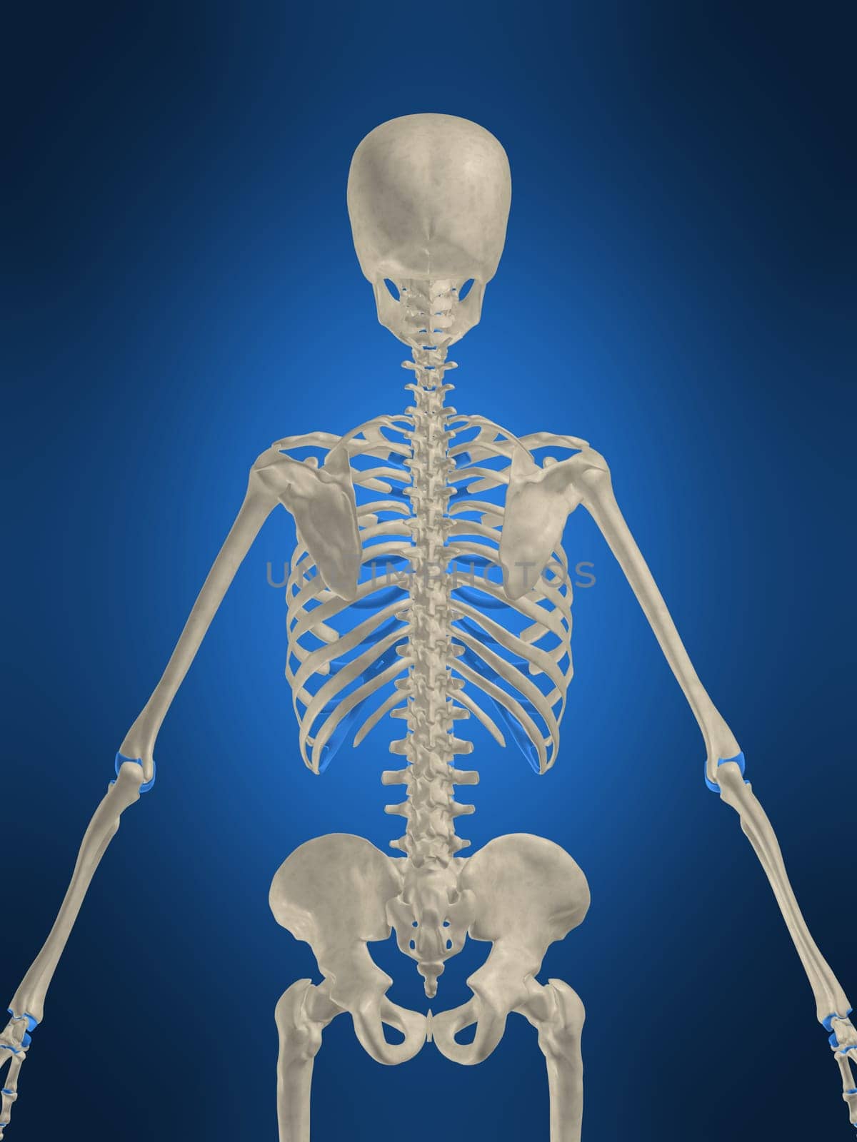 3d rendered anatomy illustration of a human skeleton, backview