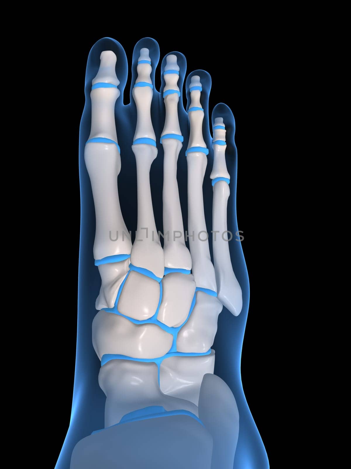 3d rendered anatomy illustration of a human foot