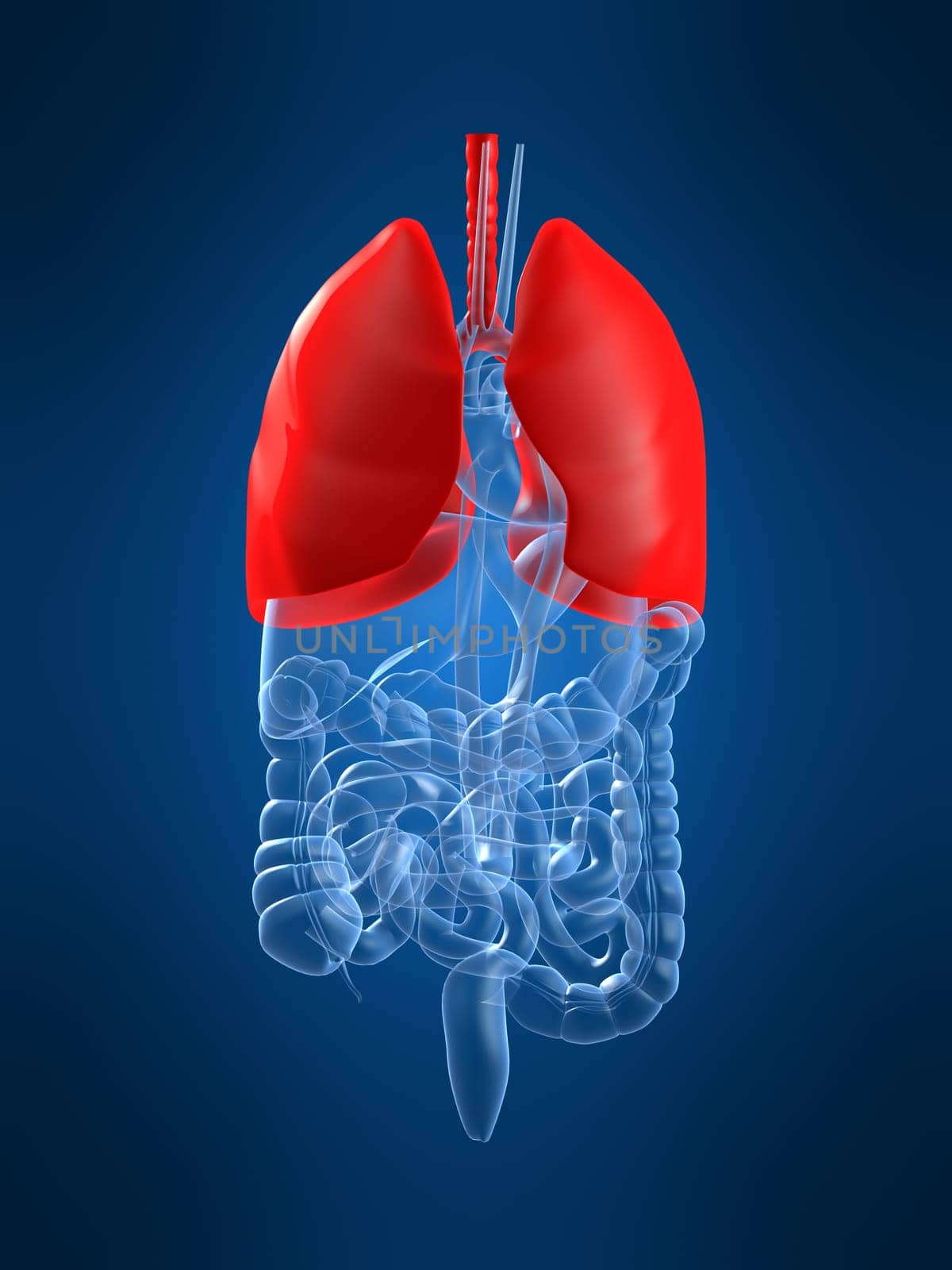 3d rendered anatomy illustration of human organs with a highlighted lung
