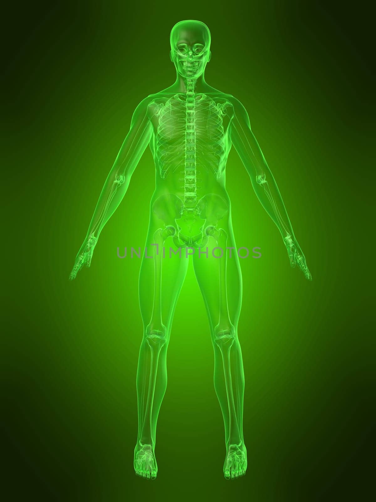 3d rendered anatomy illustration of a human body with a skeleton