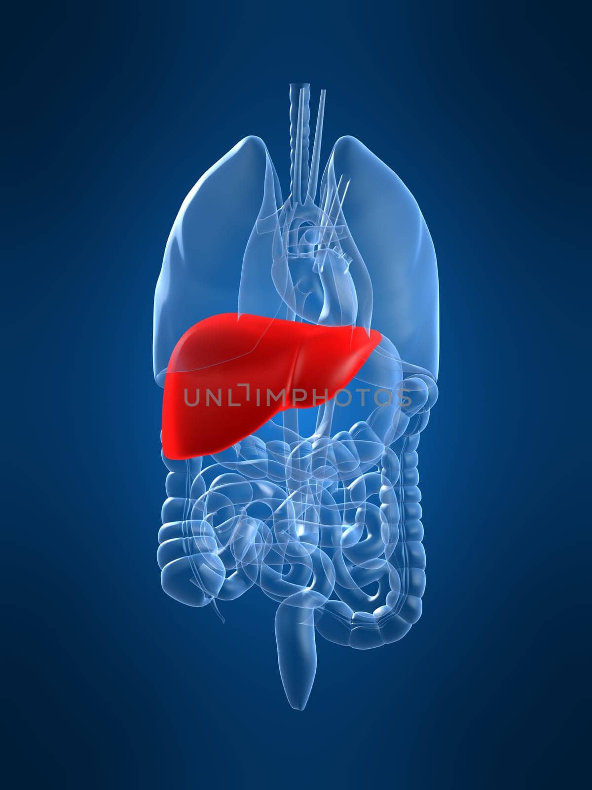 3d rendered anatomy illustration of human organs with a highlighted liver