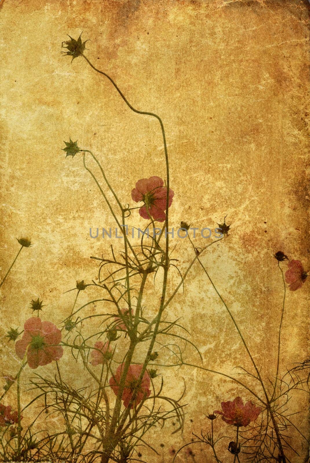 old-fashioned flower
