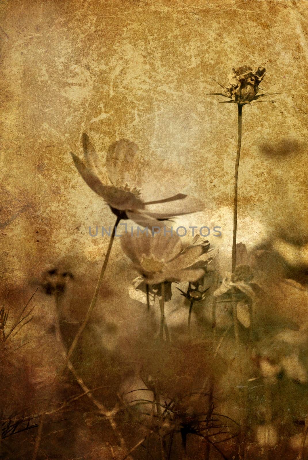 old-fashioned flower
