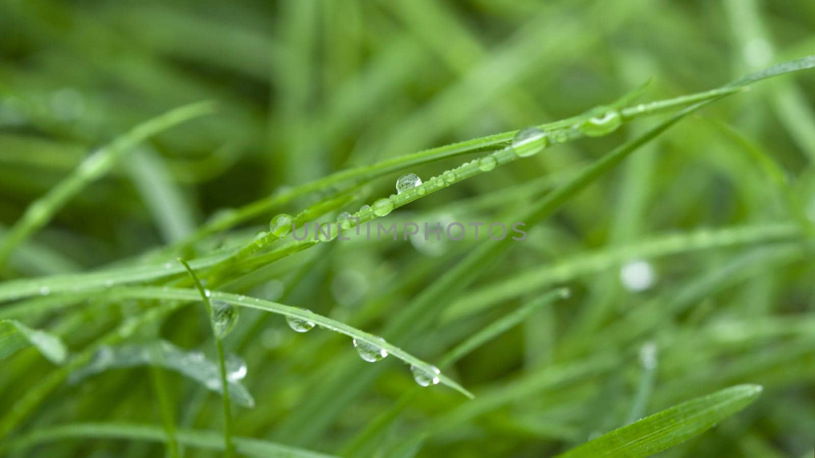 Green grass with dew drops, background