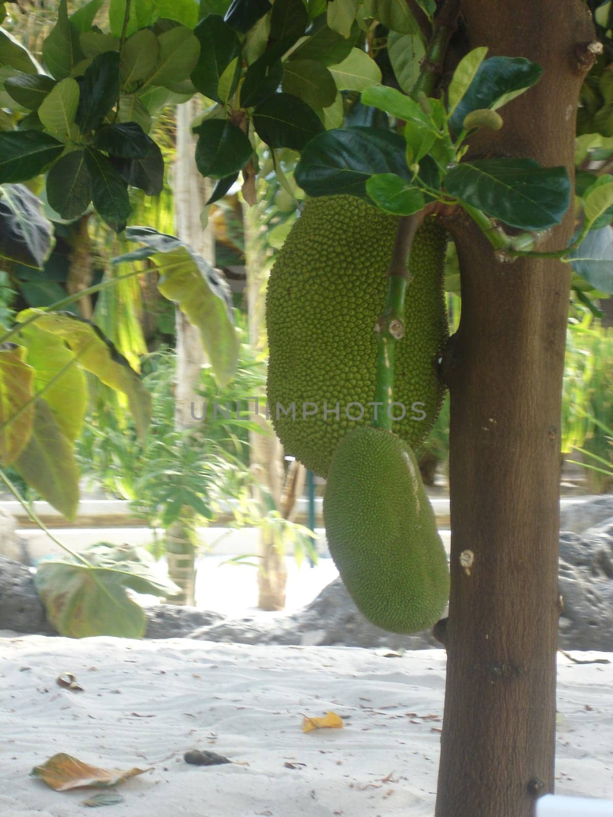 Growing Jackfruit