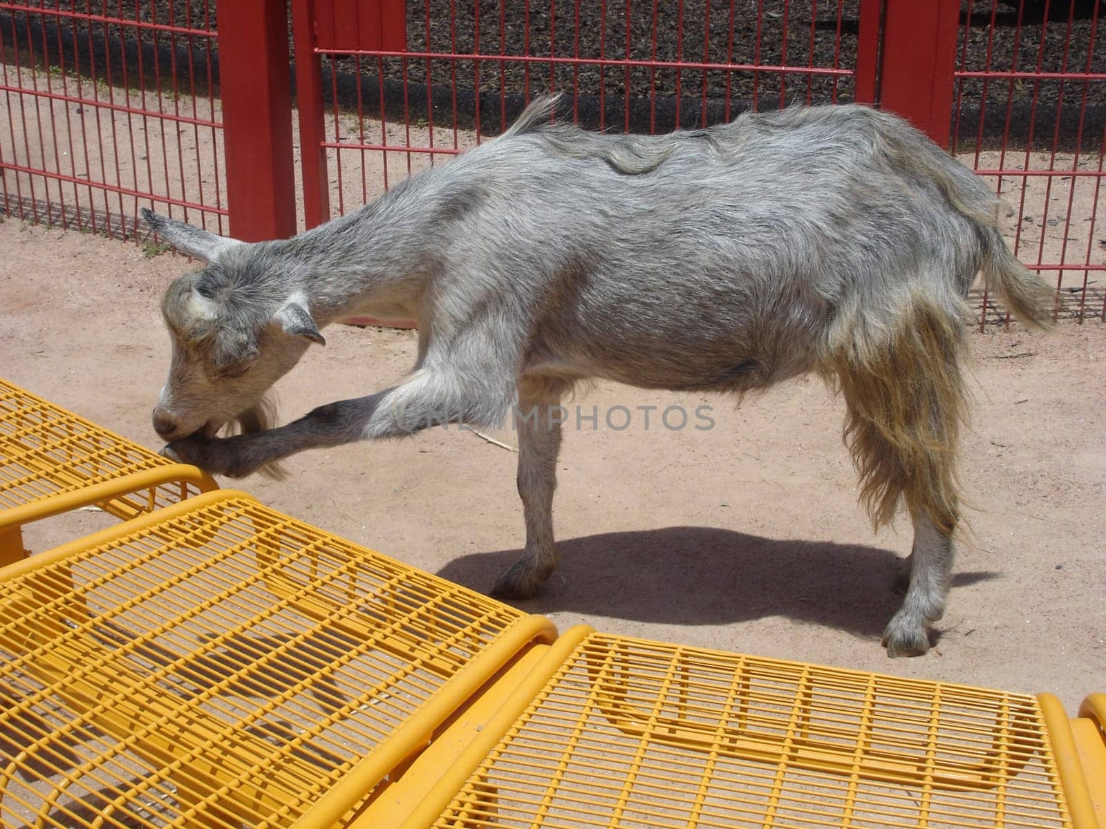 Little Goat