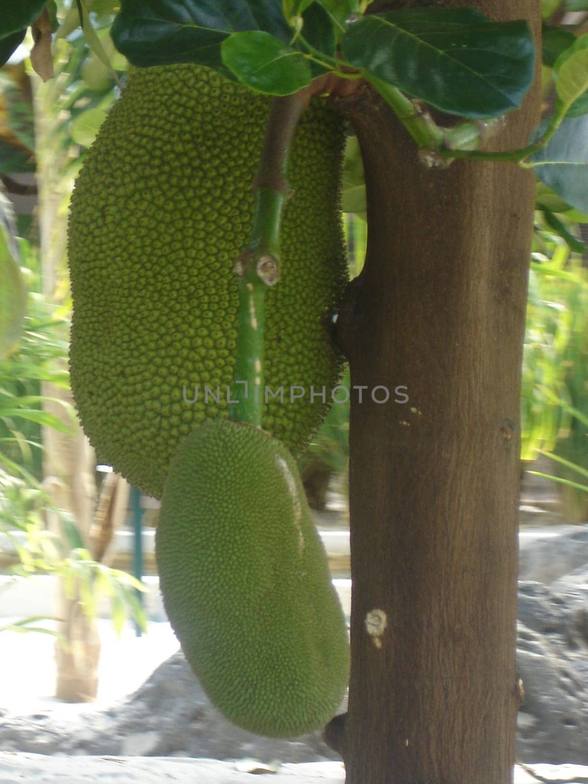 Growing Jackfruit