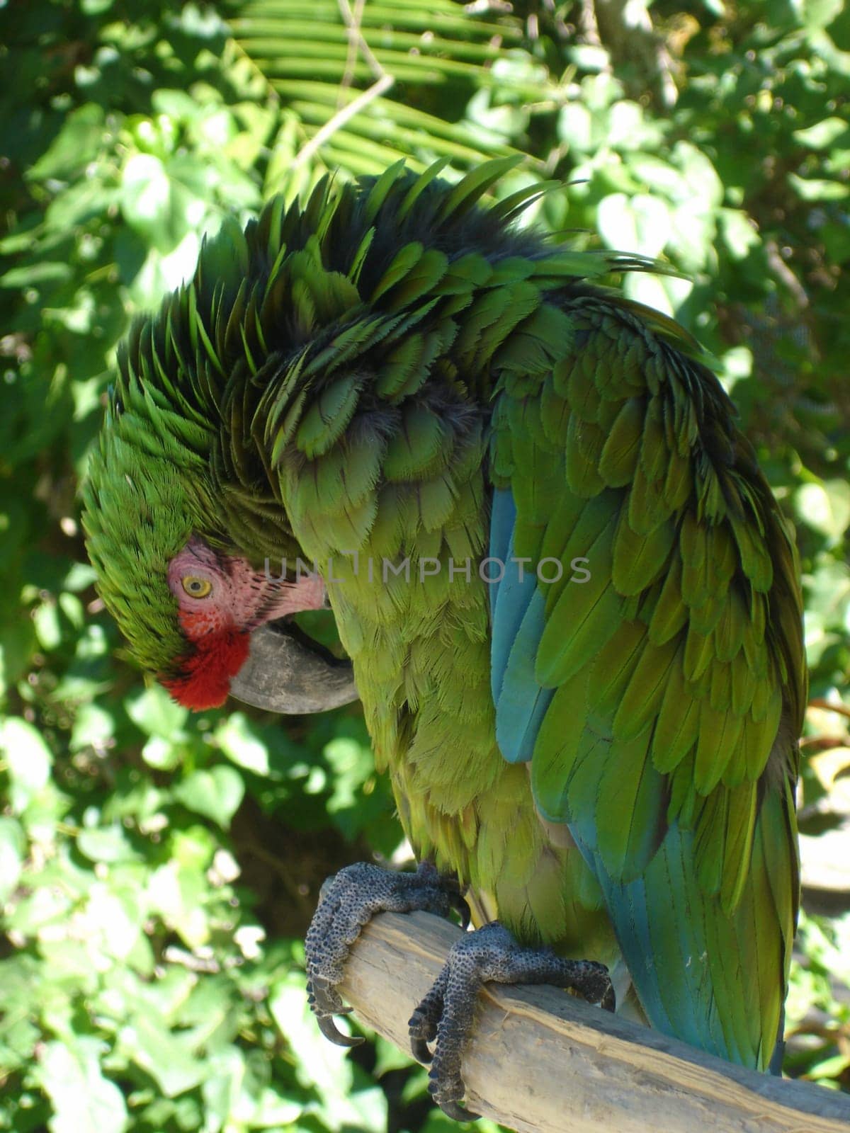 Tropical Parrots