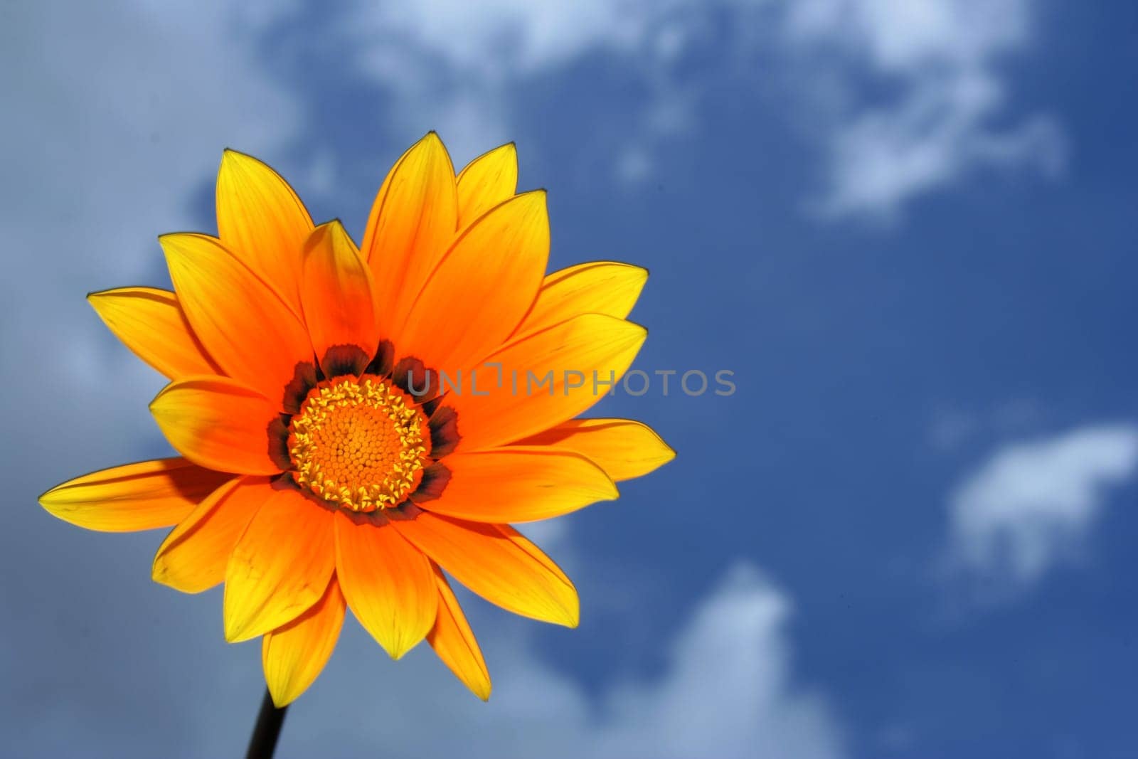 Yellow flower in the sky in summer.