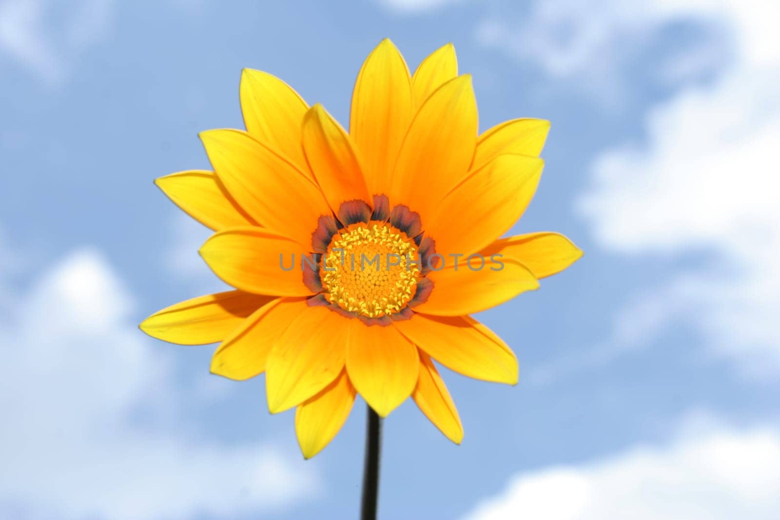 Yellow flower in the sky in summer.
