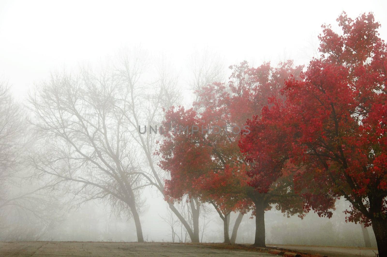 colorful foggy morning with row of trees
