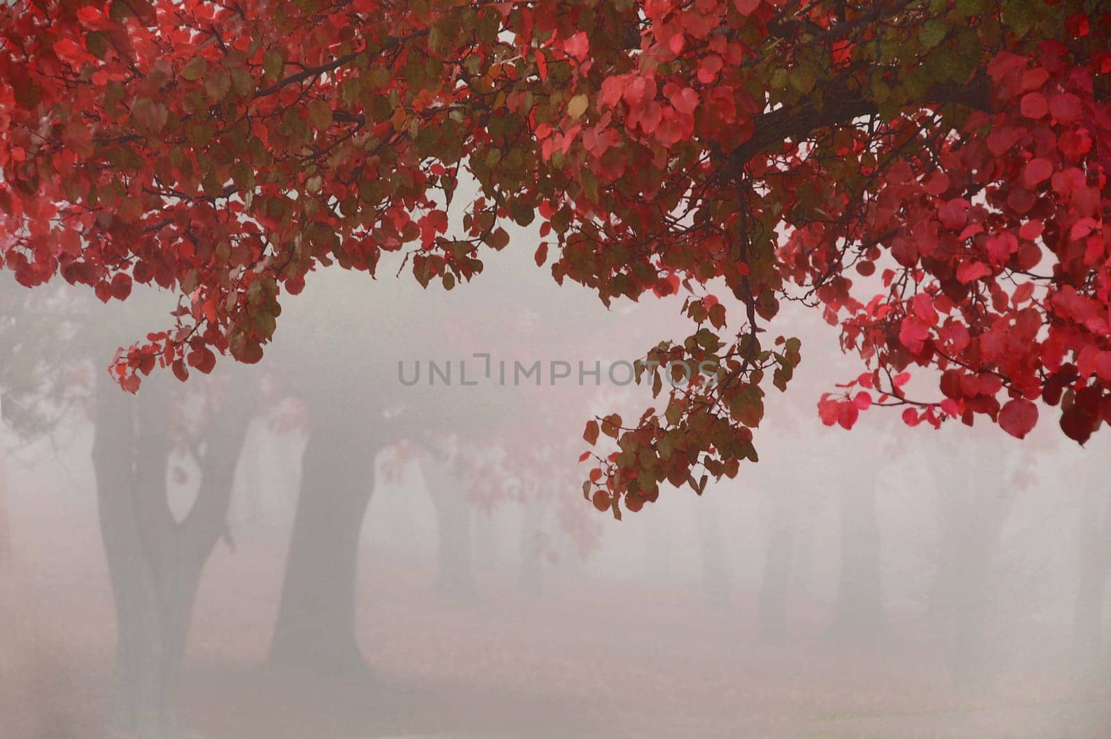 hanging leaves on a foggy morning in front of a row of tree trunks