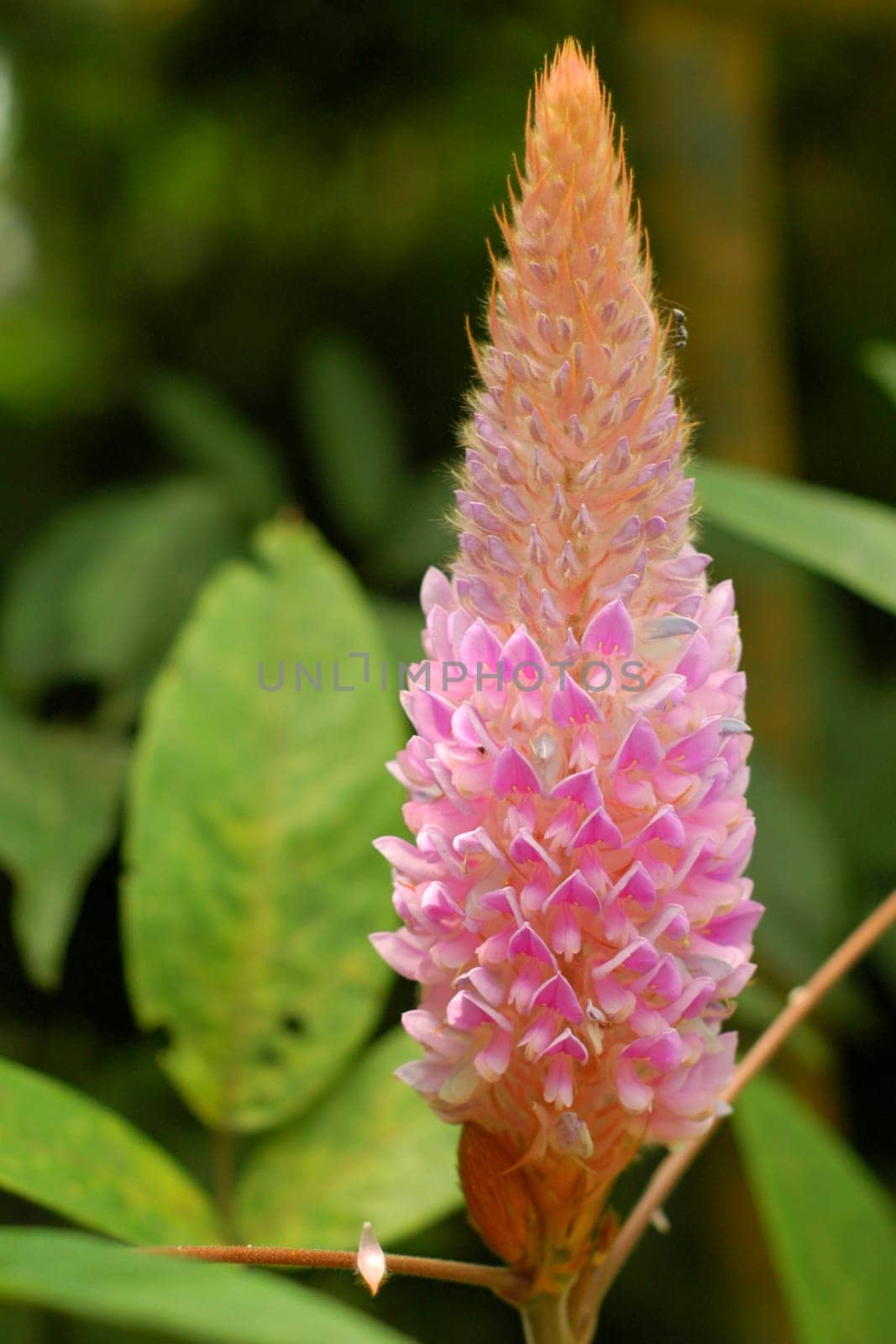 A pink color flower that has a cone shape captured in detail.