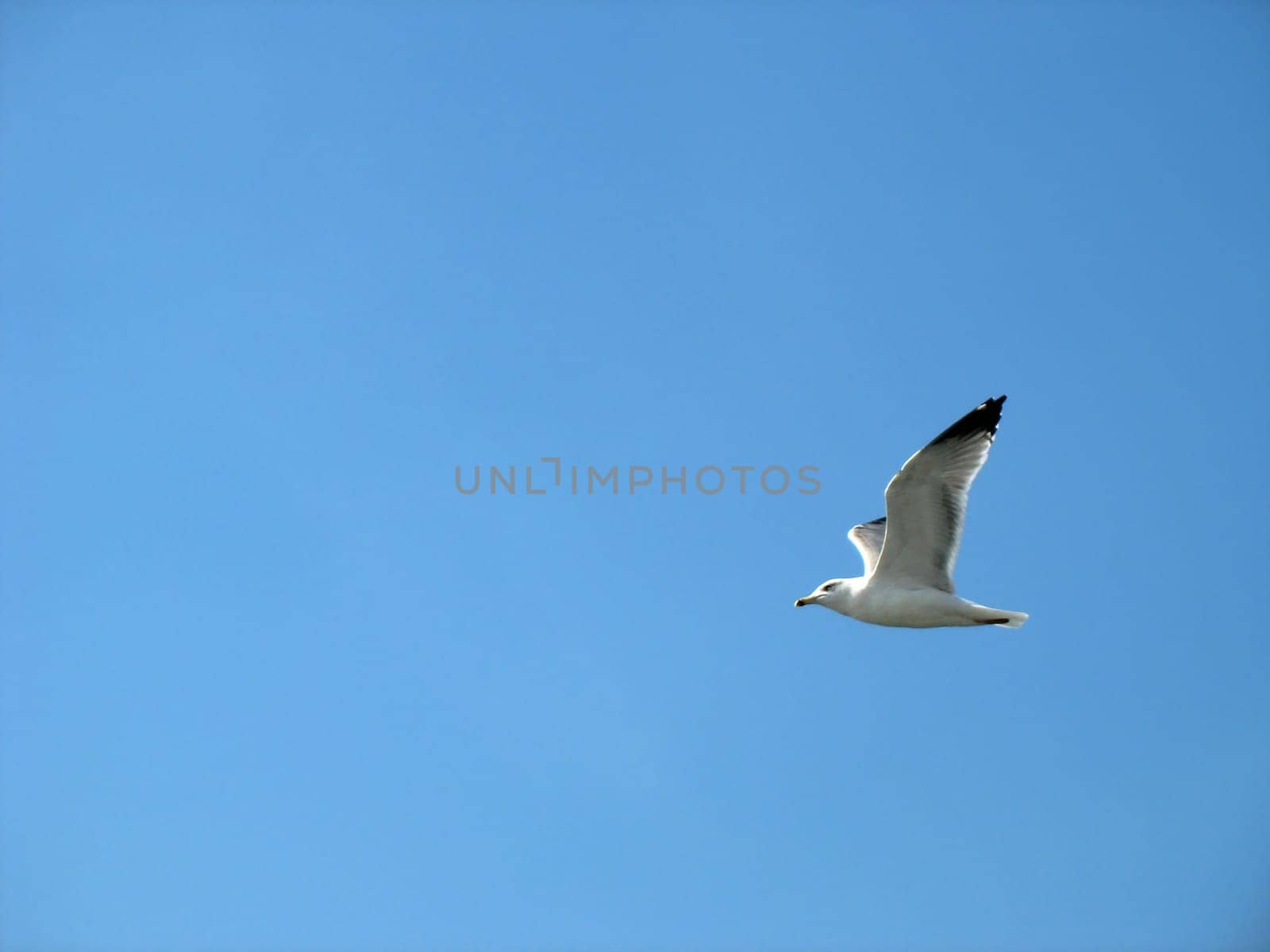 seagull flying