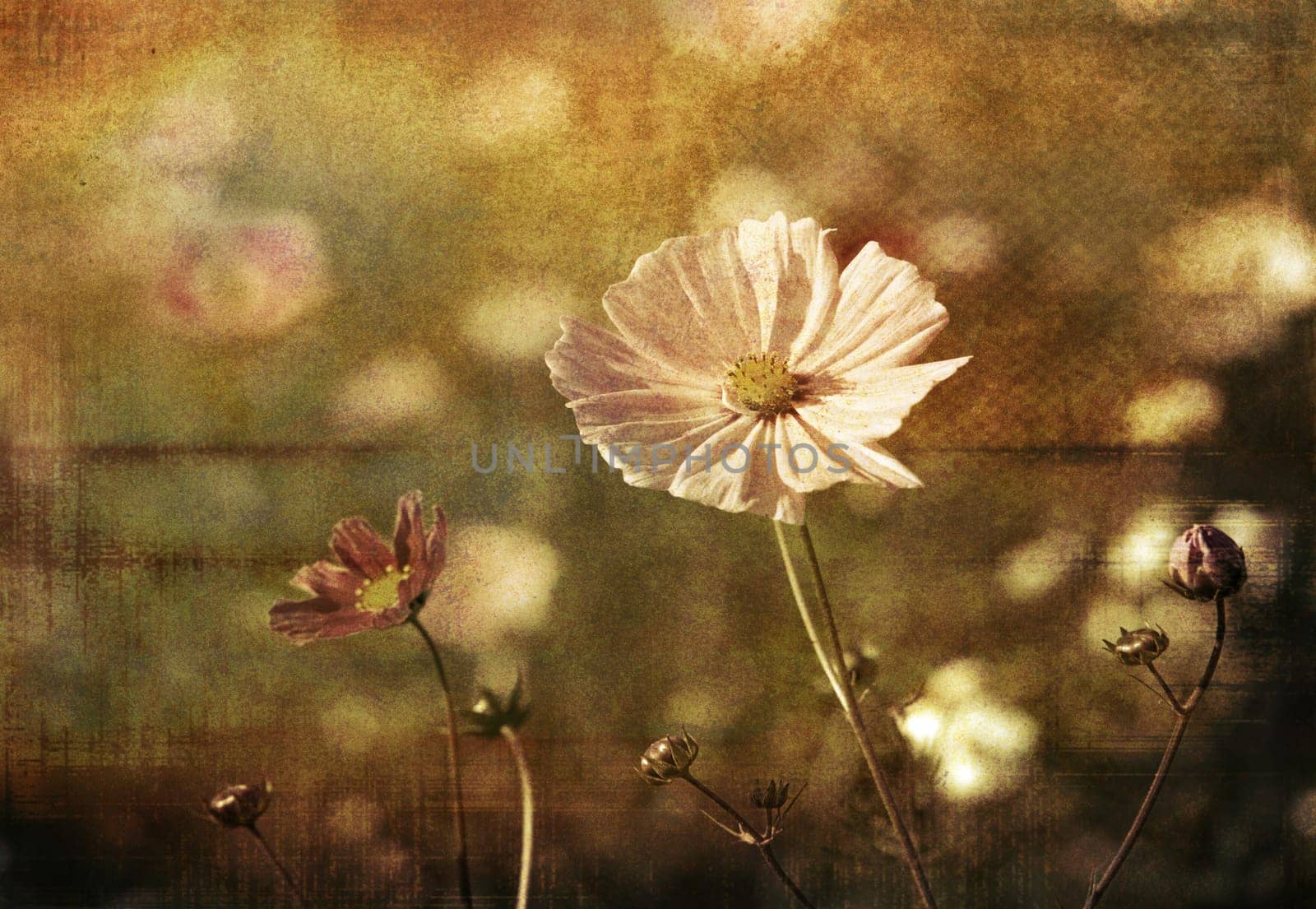 old-fashioned flower
