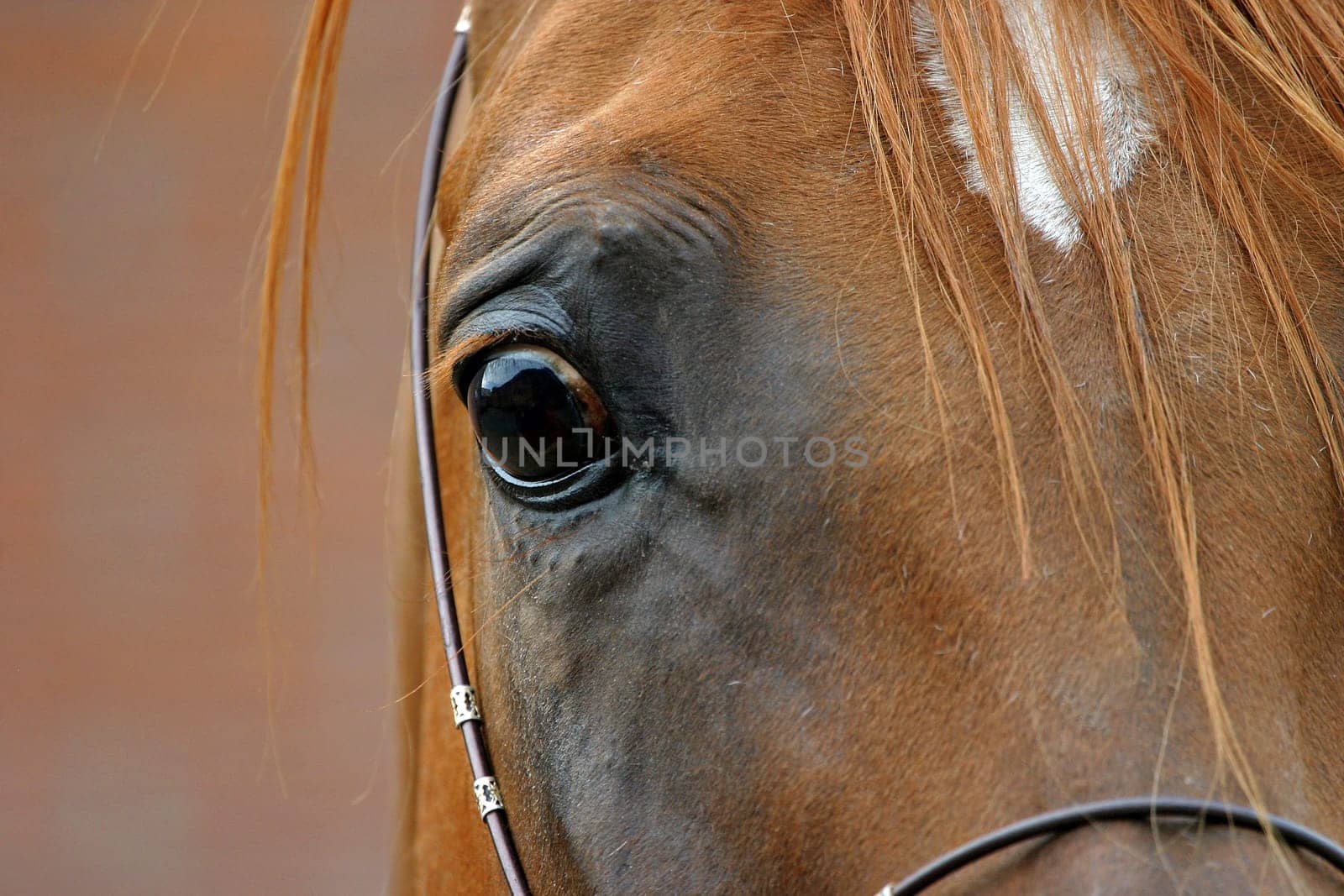 Close-up of the eye of an Arabian stallion
