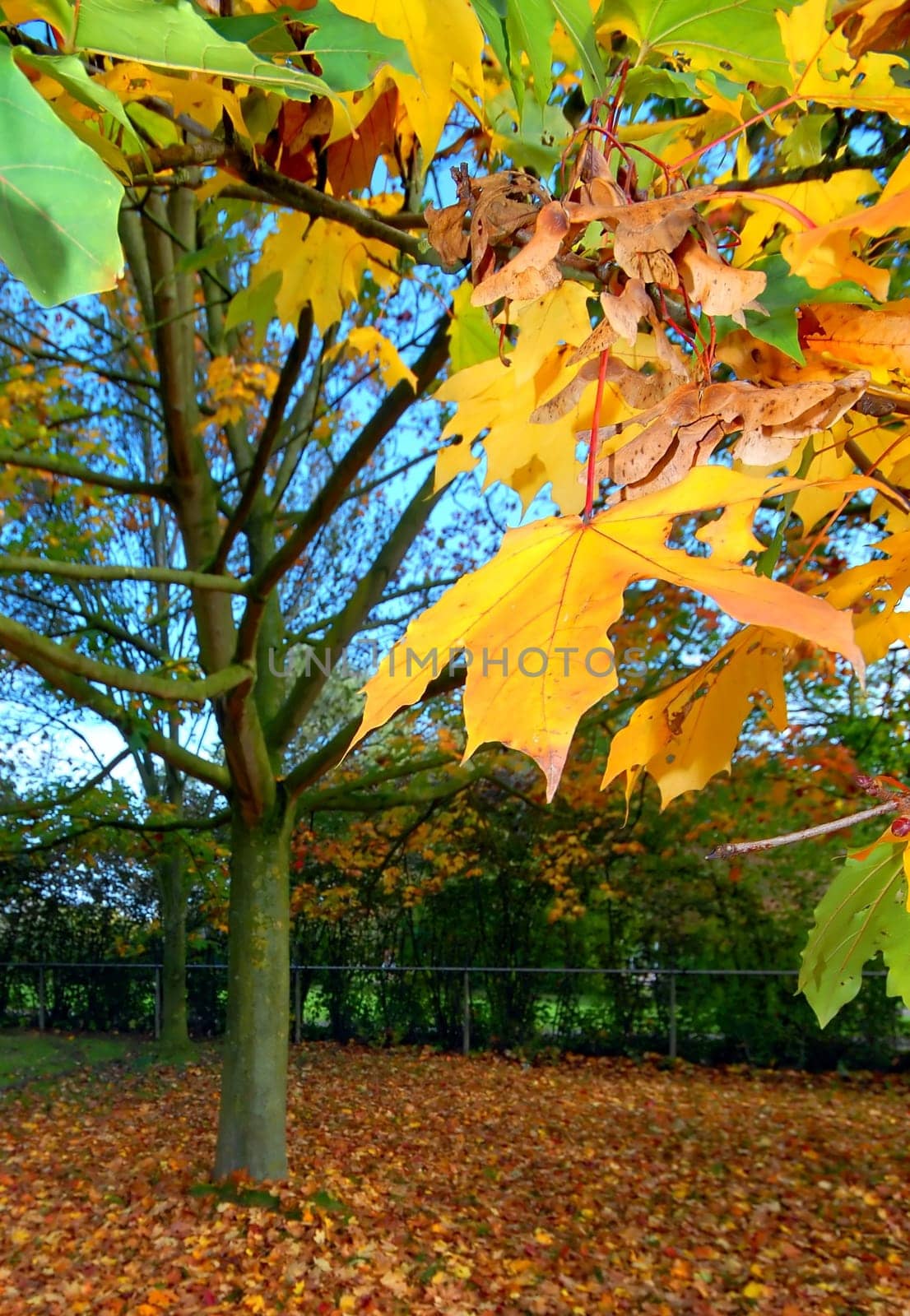 Tree with colorful autumn leaves and shallow dof
