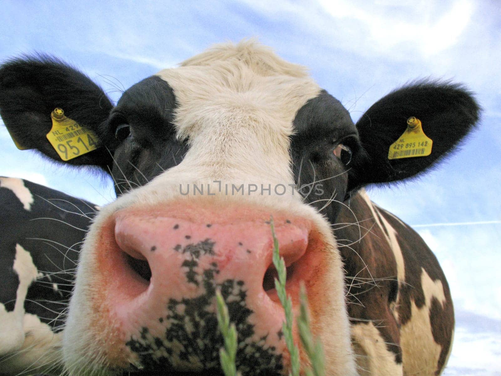 Dutch cow standing in the field being curious