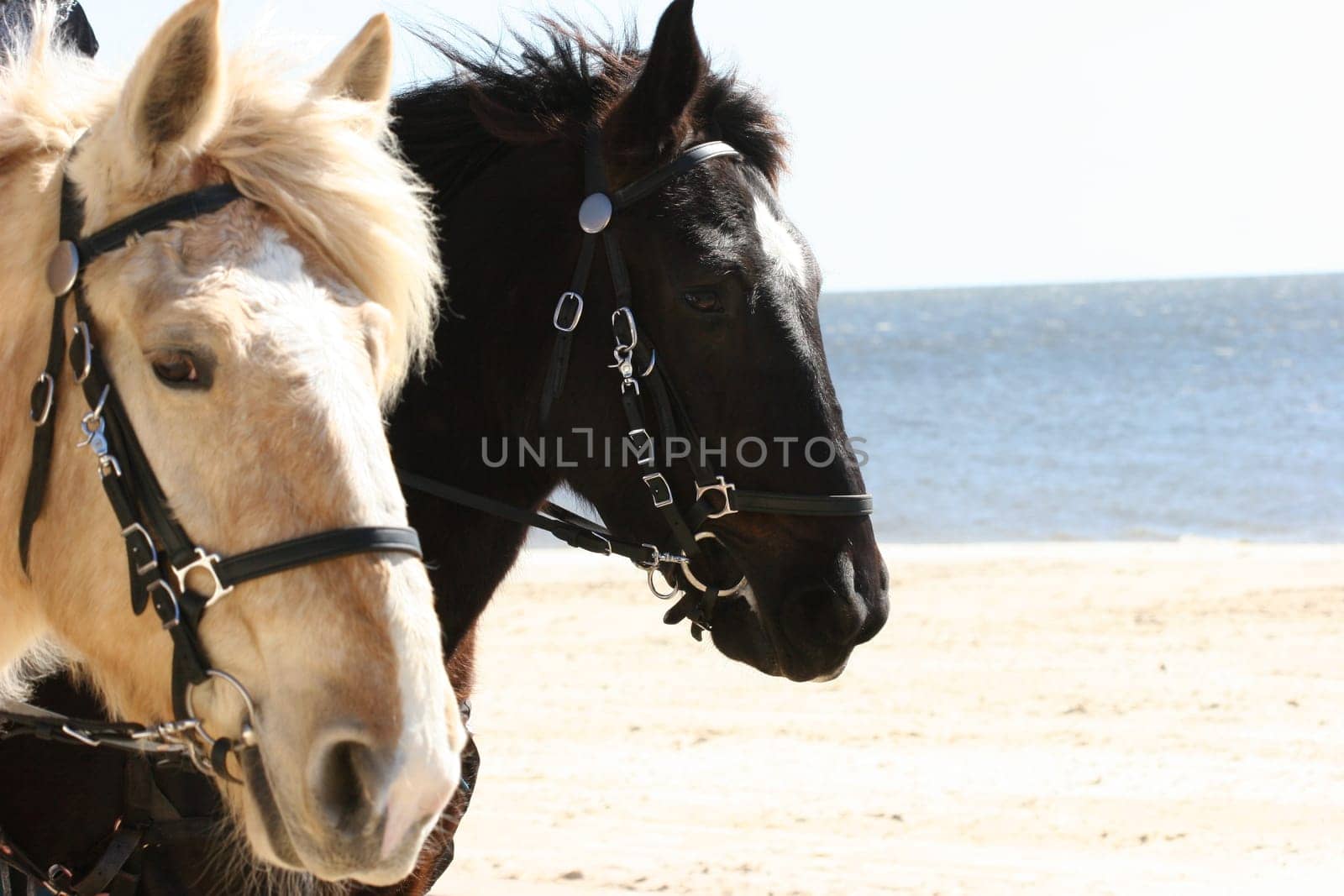 Two horses heads at the beach.