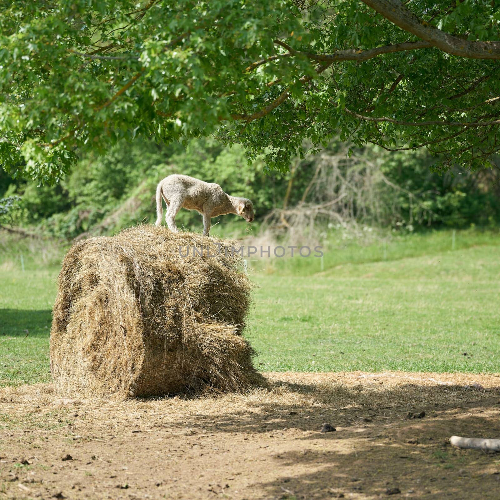 young lamb stands on hay bale and eats
