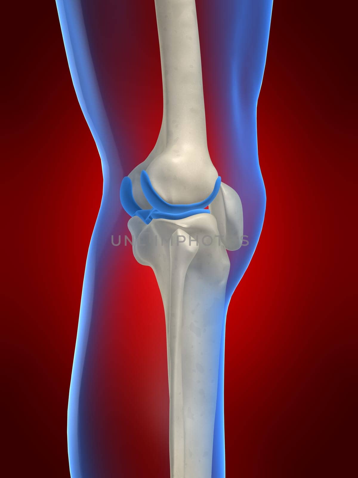 3d rendered anatomy illustration of a human knee