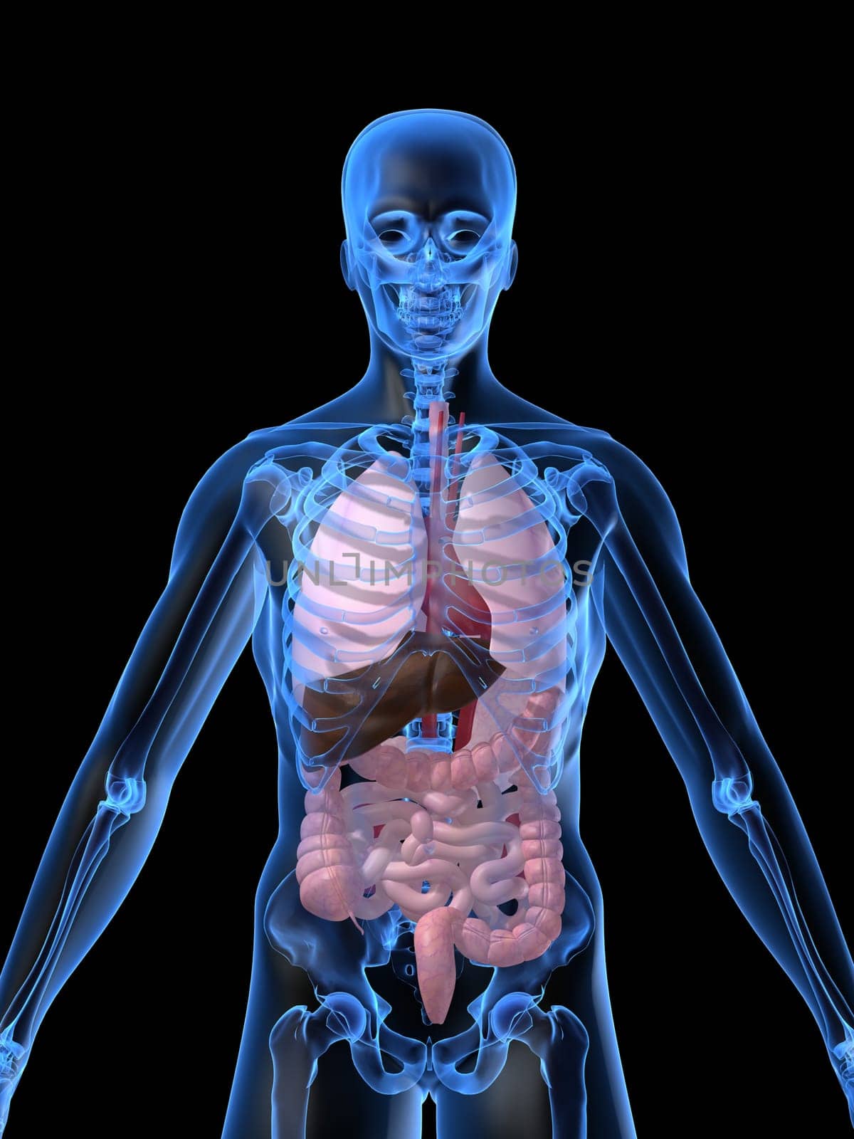 3d rendered anatomy illustration of a human shape with organs