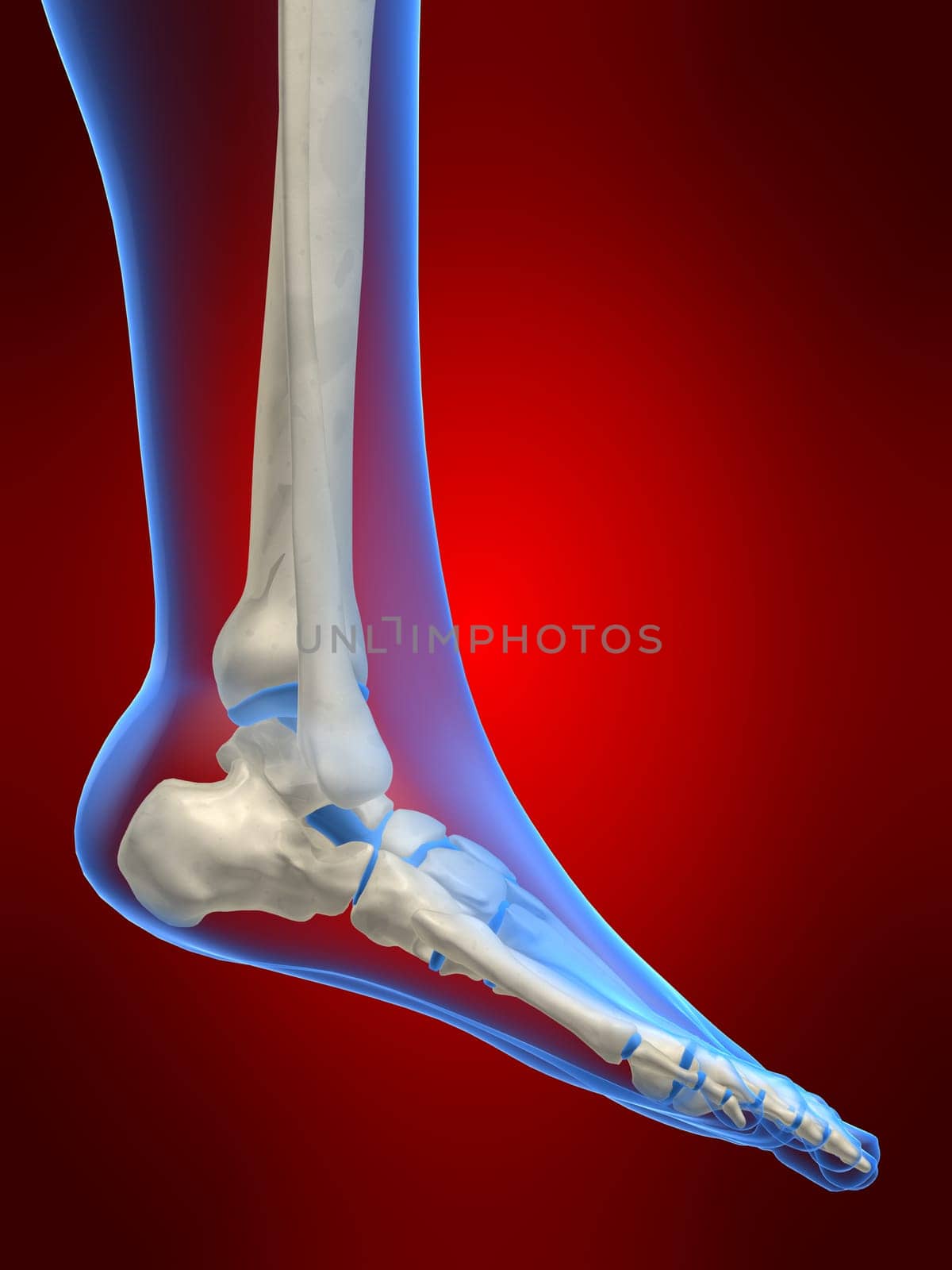 3d rendered anatomy illustration of a human foot skeleton