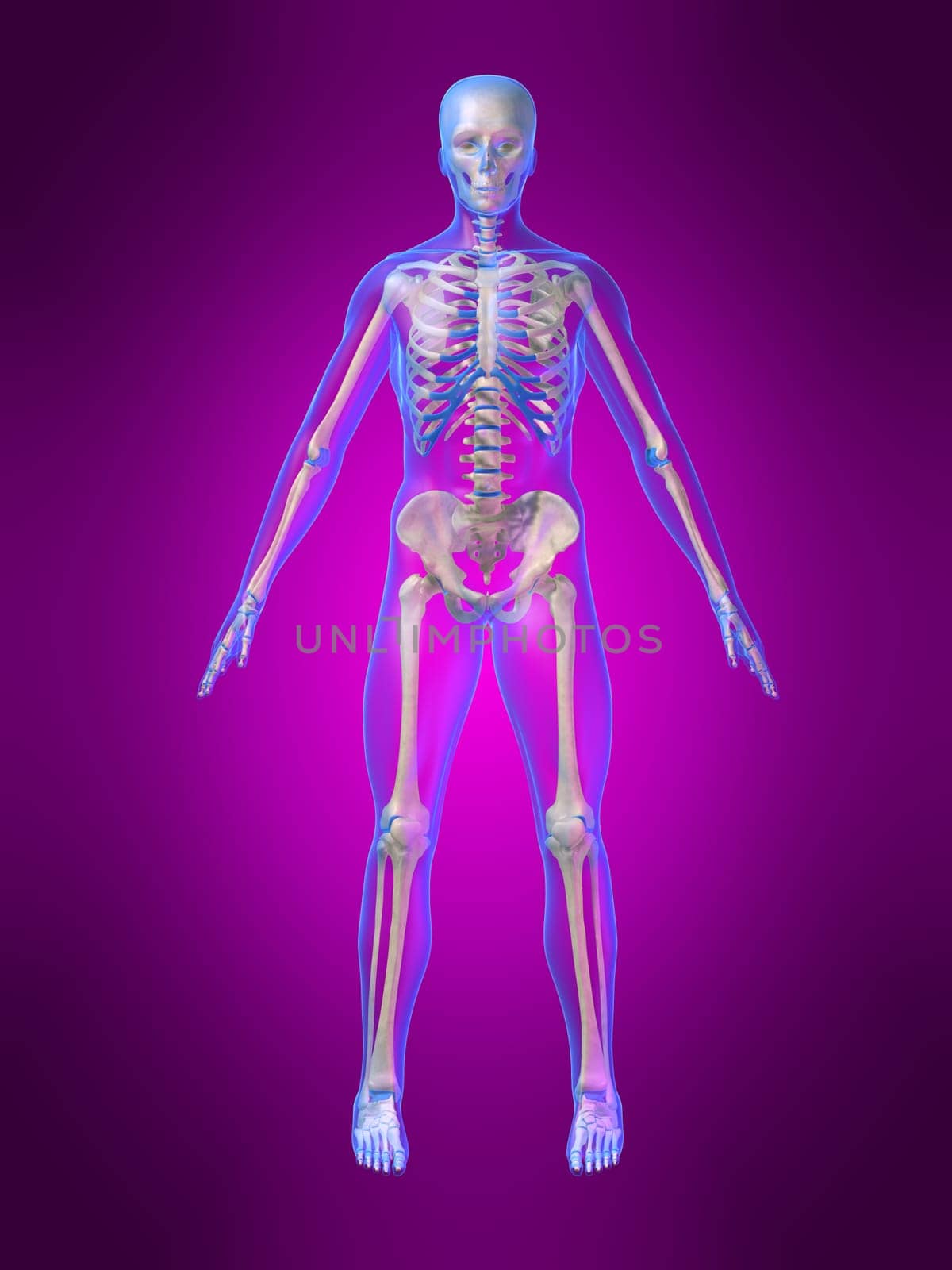 3d rendered anatomy illustration of a human skeleton