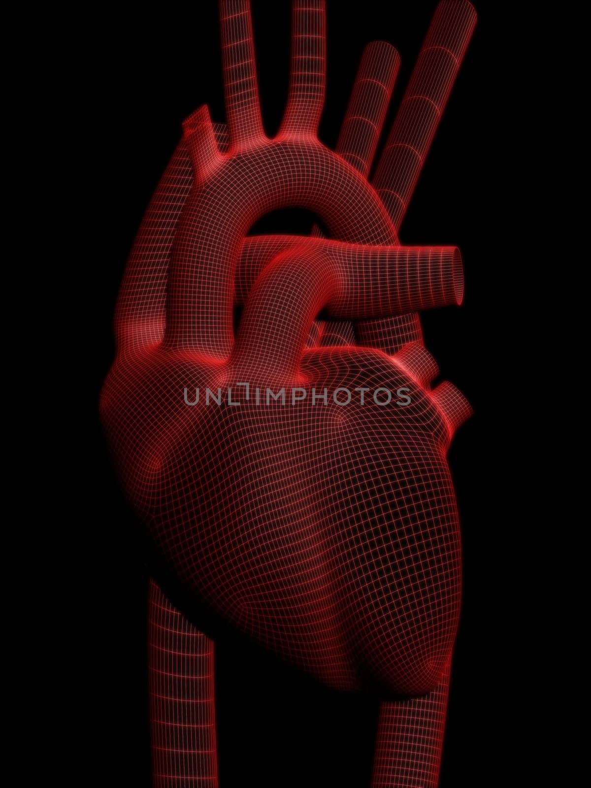 3d rendered anatomy illustration of a human heart