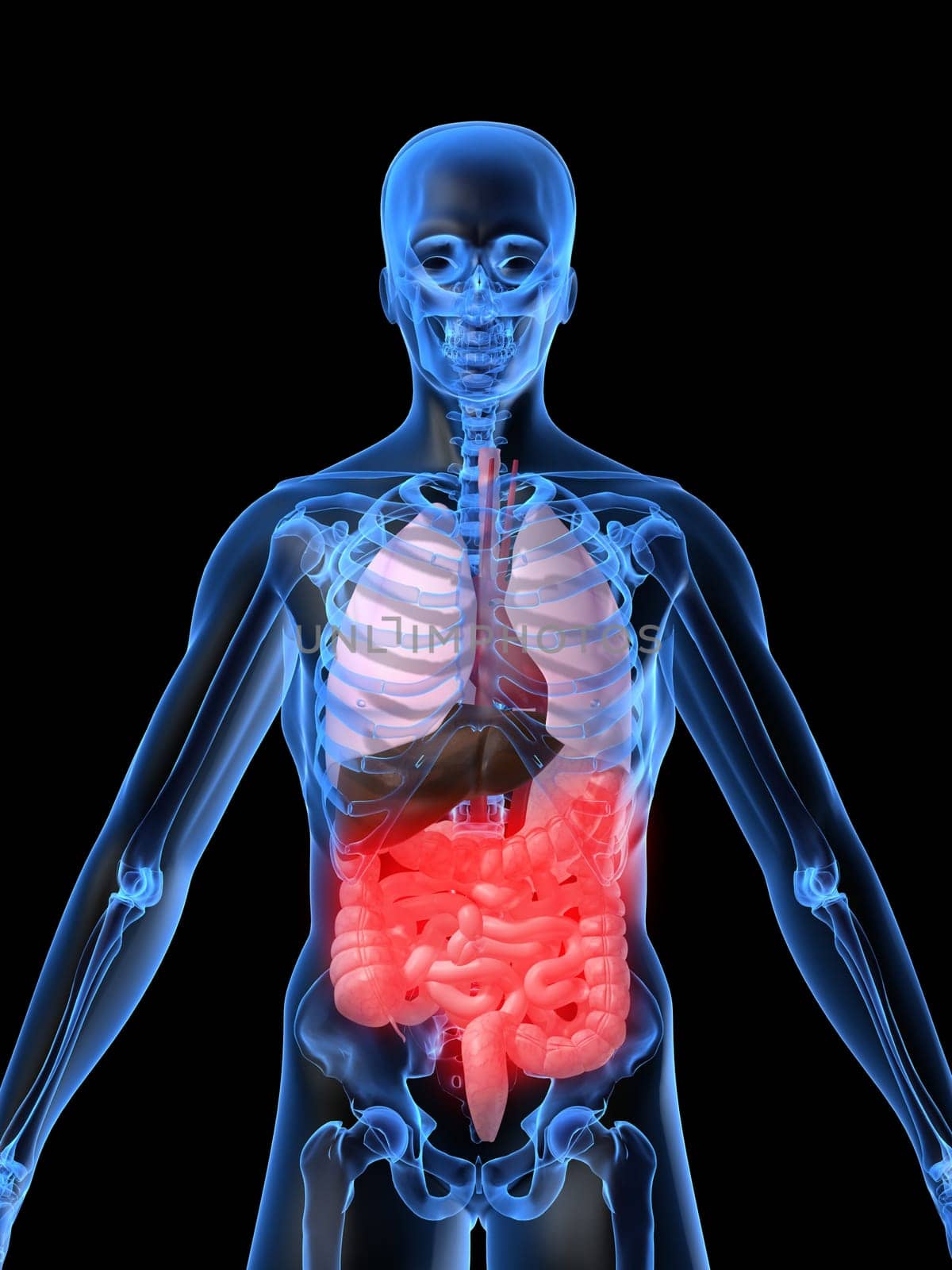 3d rendered anatomy illustration of a human skeleton with organs and bellyache