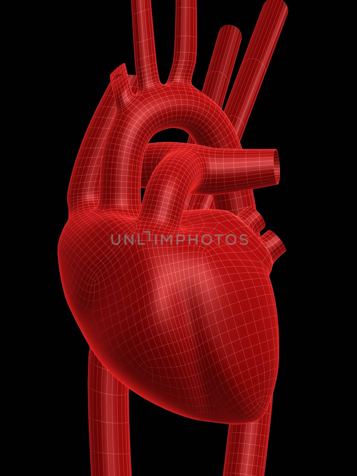 3d rendered anatomy illustration of a human heart