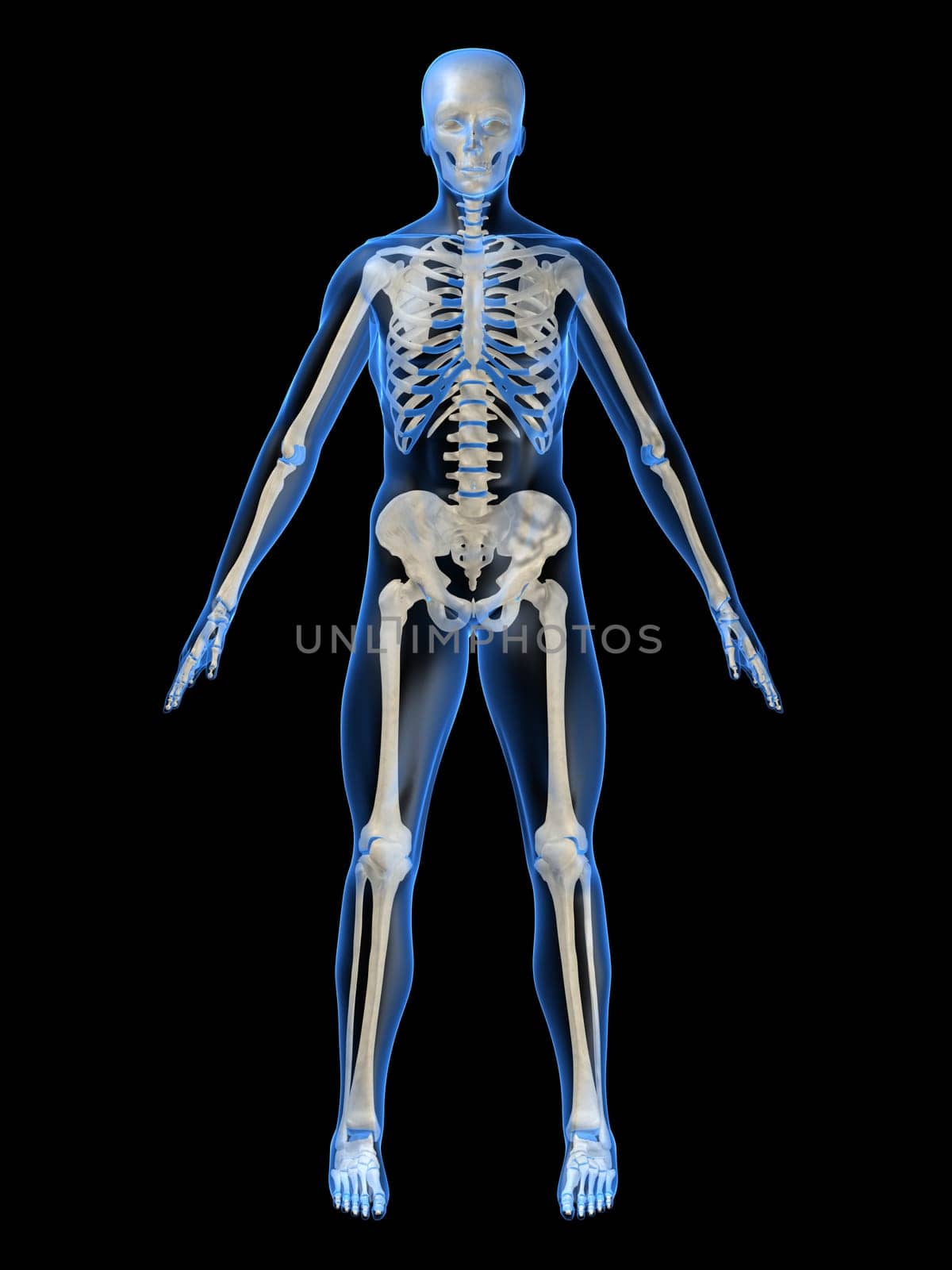 3d rendered anatomy illustration of a human skeleton