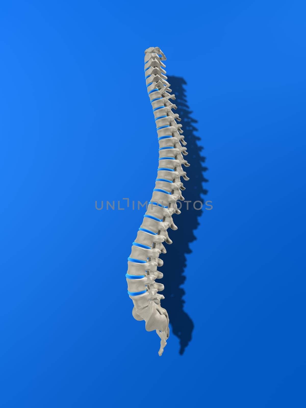 3d rendered anatomy illustration of a human spine