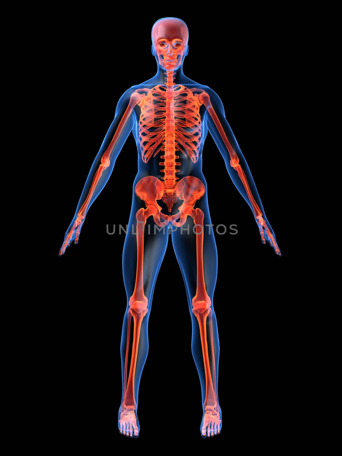 3d rendered anatomy illustration of a human skeleton