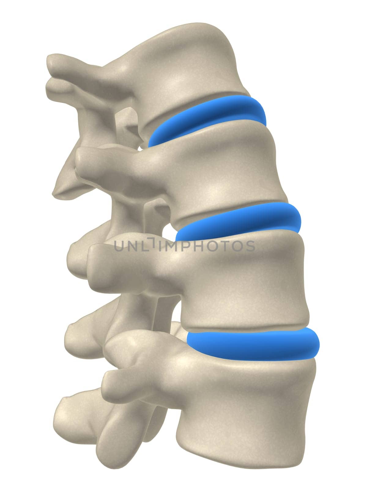 3d rendered anatomy illustration from a part of a spine