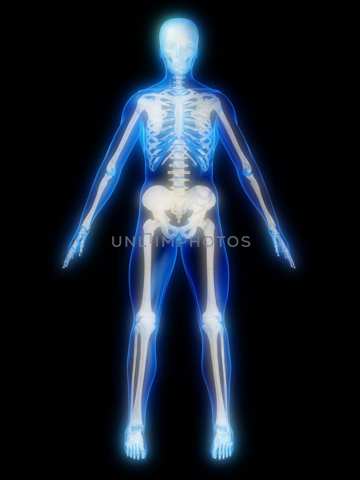 3d rendered anatomy illustration of a human glowing skeleton