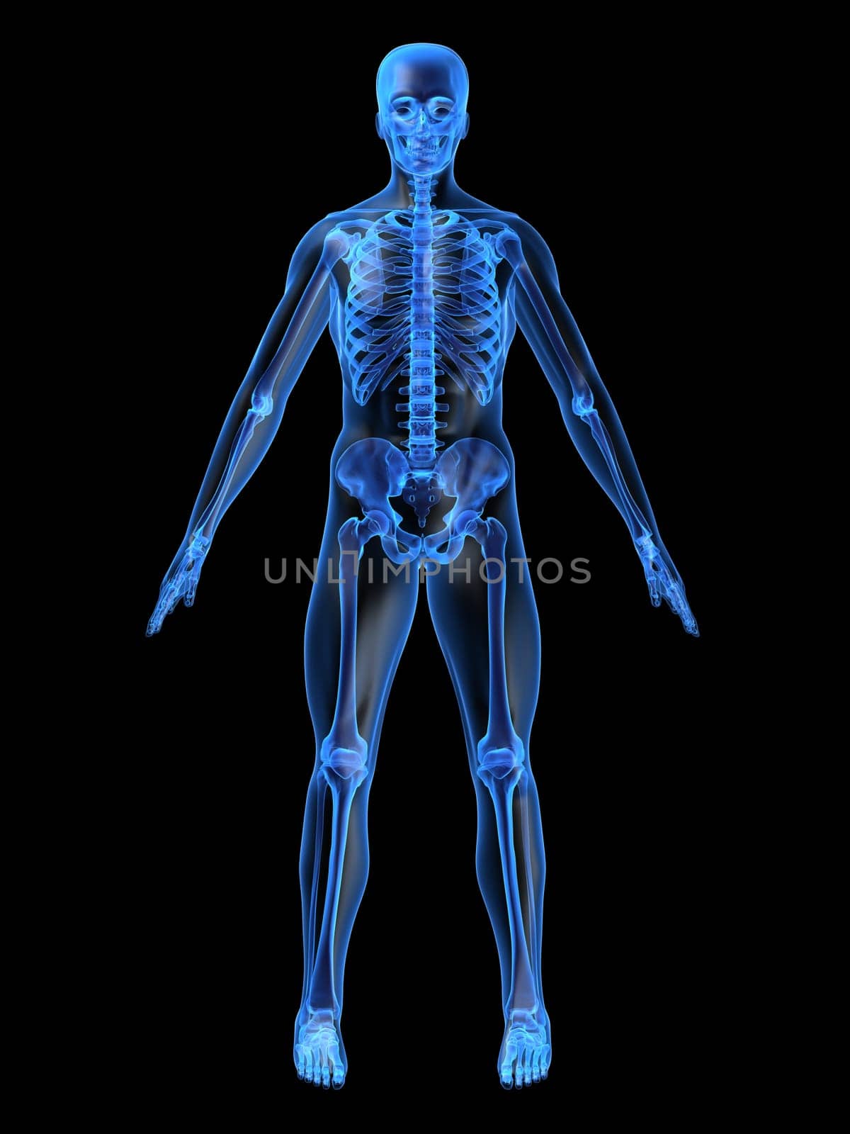 3d rendered anatomy illustration of a human skeleton